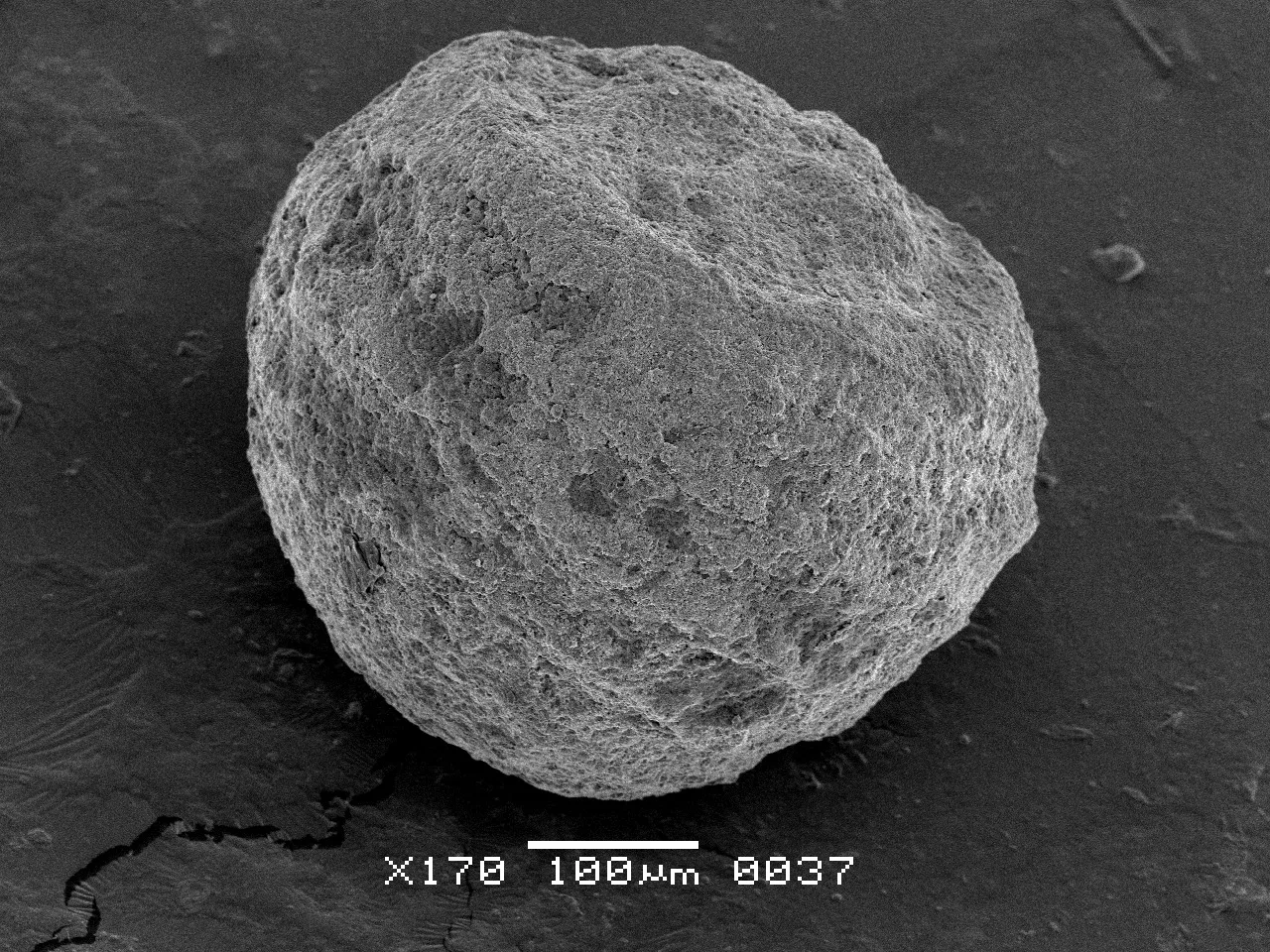 Platychara perlata (Peckl & Recker, 1947) Grambast, 1967