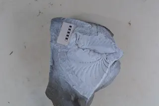Promyophorella basoaltorum Echevarría, Damborenea & Manceñido 2021