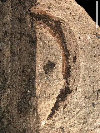 Oothecichnus pensilis  IANIGLA PI 3140
