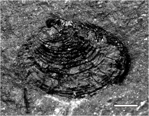 Challaolimnadiopsis mendozaensis Shen & Gallego (in Shen et al., 2001) emend.