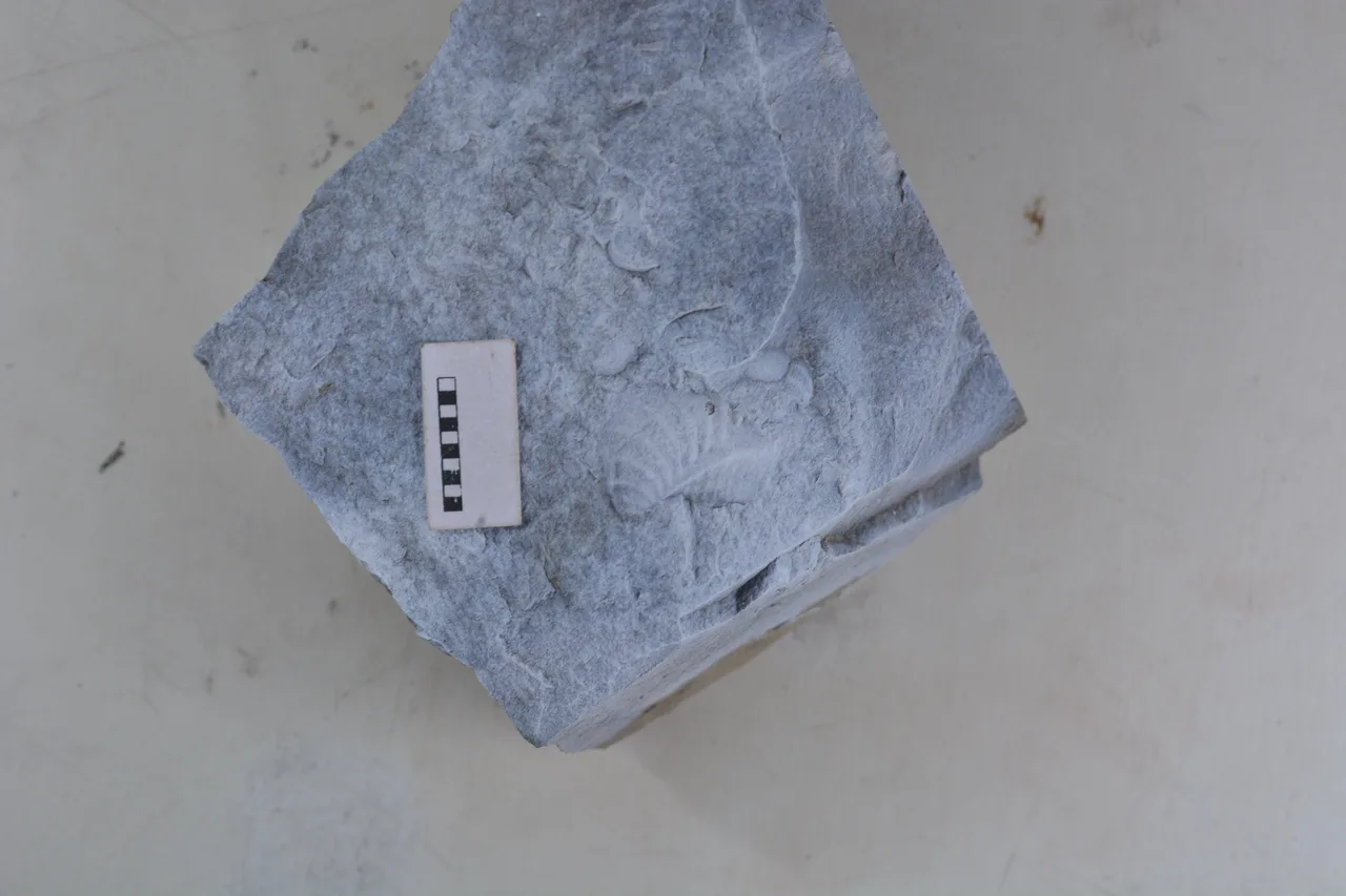 Promyophorella basoaltorum Echevarría, Damborenea & Manceñido 2021