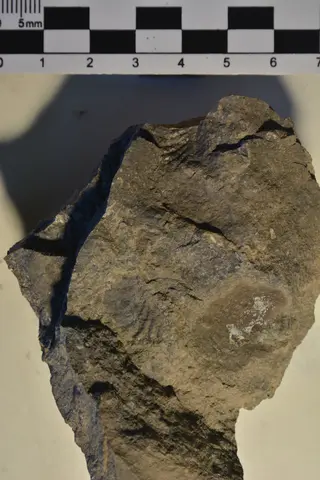 Promyophorella basoaltorum IANIGLA-PI 3224
