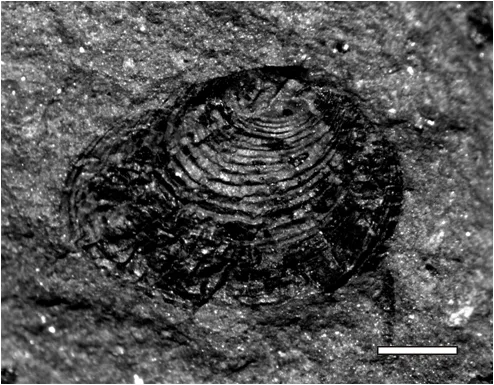 Challaolimnadiopsis mendozaensis Shen & Gallego (in Shen et al., 2001) emend.