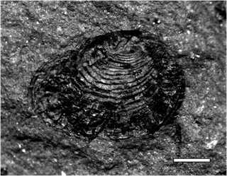 Challaolimnadiopsis mendozaensis Shen & Gallego (in Shen et al., 2001) emend.