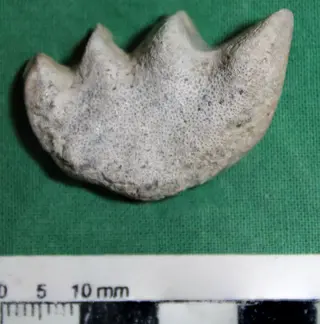cf. Metaceratodus Chapman, 1914 IANIGLA-PV 216