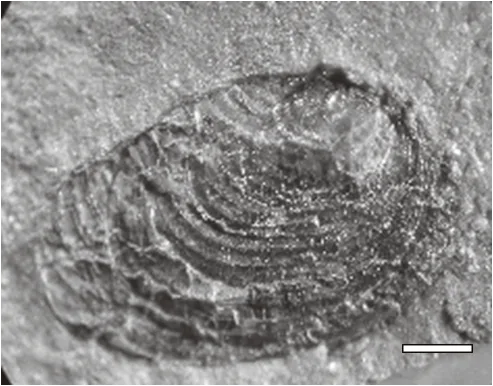 Challaolimnadiopsis mendozaensis Shen & Gallego (in Shen et al., 2001) emend.