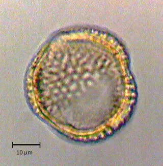 Ecuatorial 1