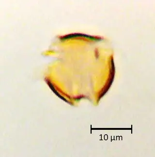 Polar 1