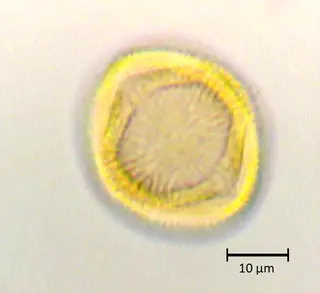 Ecuatorial 3