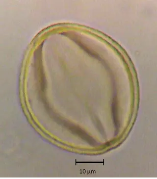 Ecuatorial 2