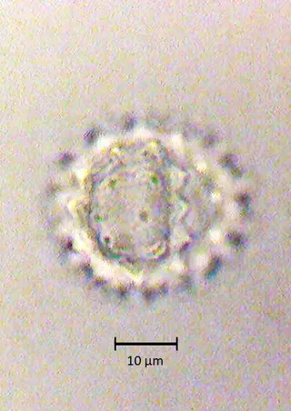 Ecuatorial 2