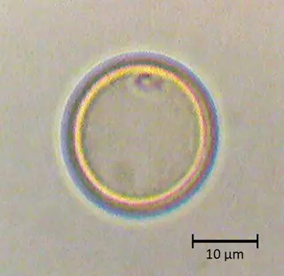 Morus alba