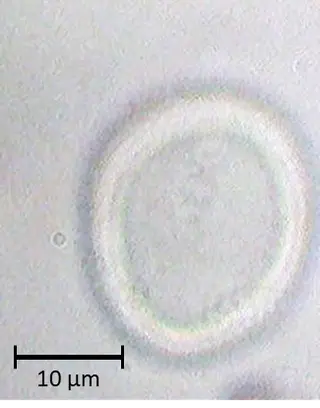 Platano orientalis