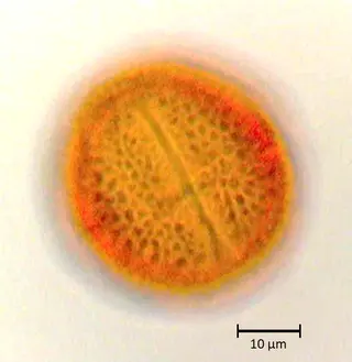 Citrus limon