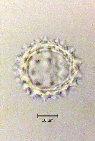 Ecuatorial 3