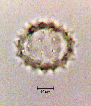 Ecuatorial 6