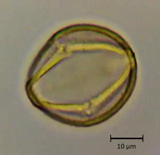 Ecuatorial 3