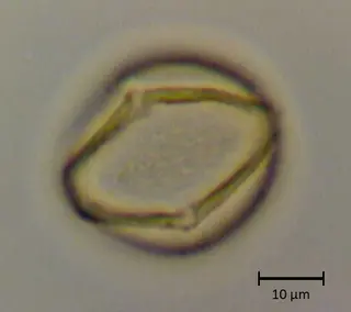 Ecuatorial 4