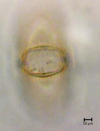 Polar 1