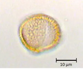 Ecuatorial 3