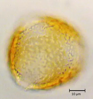 Strombocarpa strombulifera