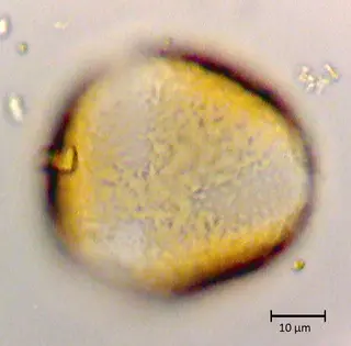 Ecuatorial 3