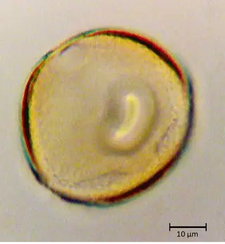 Polar 1
