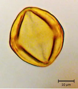 Ecuatorial 2