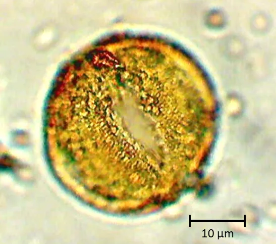 Argylia uspallatensis