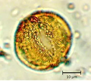 Argylia uspallatensis