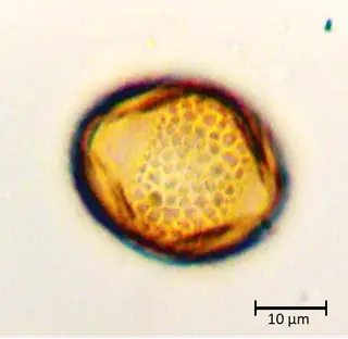 Ecuatorial 3
