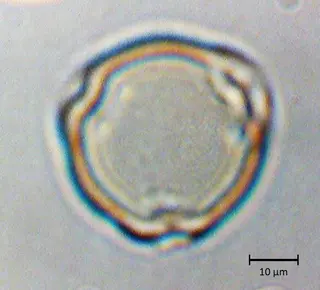 Polar 1