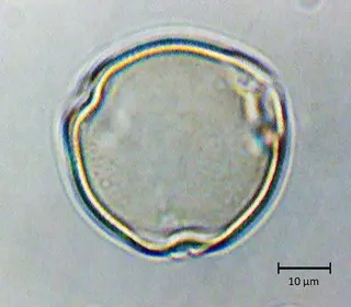Polar 2