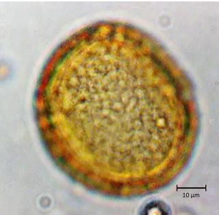 Ecuatorial 4