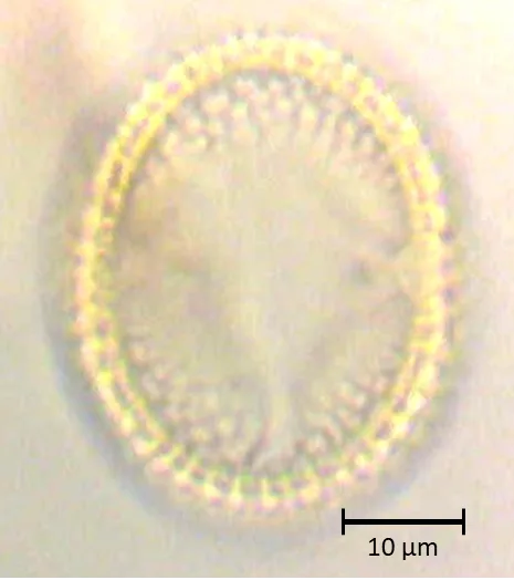 Parkinsonia praecox