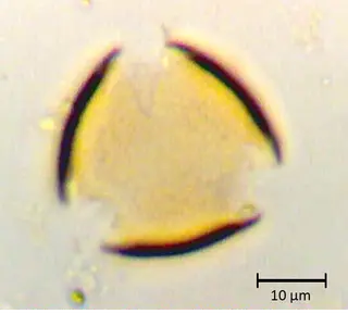 Polar 3