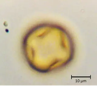 Ecuatorial 3