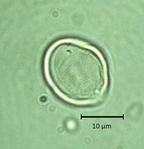 Larrea divaricata