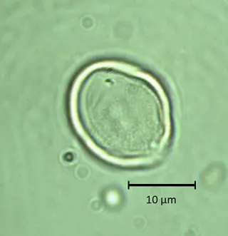 Larrea divaricata