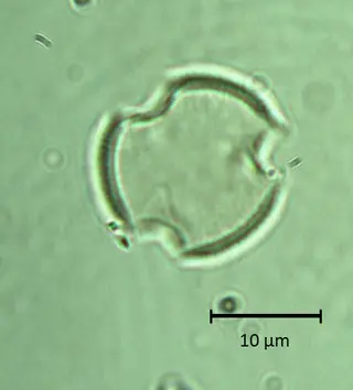 Ecuatorial 3