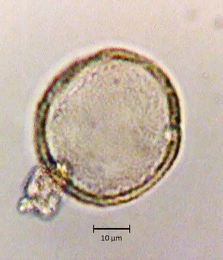 Ecuatorial 5
