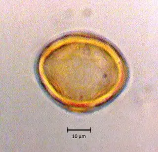 Ecuatorial 1