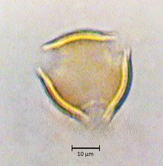 Polar 1
