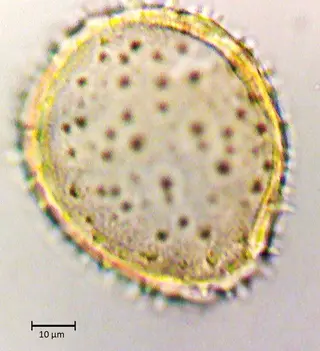 Ecuatorial 4