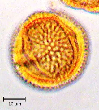 Ecuatorial 3