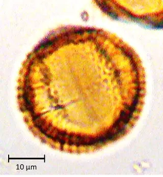 Ecuatorial 4
