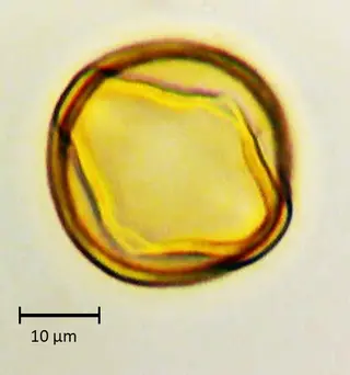Ecuatorial 3