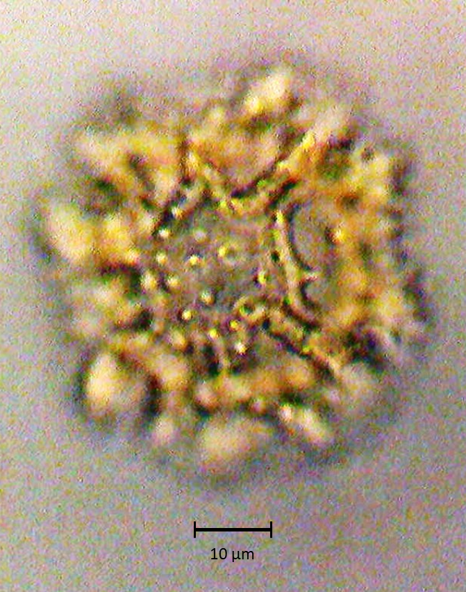 Sonchus oleraceus