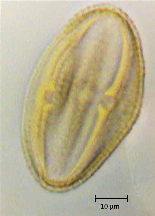 Prunus americana