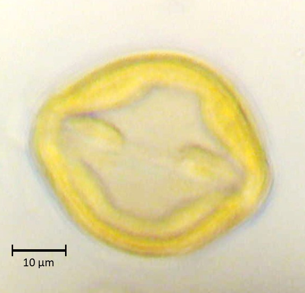 Crategus leviagata
